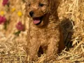 Orjinal Toy Poodle Bebekler - Sun Kennels