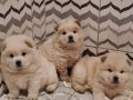A-Kalite Beyaz Chow Chow Bebekler