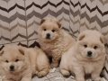 A-Kalite Beyaz Chow Chow Bebekler