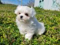 Kore Kanı Mini Maltese Bebekler - Sun Kennels