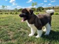 Yüksek Kalite Amerikan Akita Yavrular 