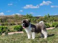 Yüksek Kalite Amerikan Akita Yavrular 
