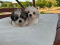 Açık Renk ve Trecolor Shit Tzu Bebekler Sun Kennels