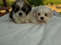 Açık Renk ve Trecolor Shit Tzu Bebekler Sun Kennels