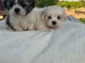 Açık Renk ve Trecolor Shit Tzu Bebekler Sun Kennels