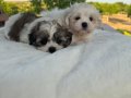 Açık Renk ve Trecolor Shit Tzu Bebekler Sun Kennels