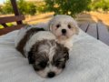 Açık Renk ve Trecolor Shit Tzu Bebekler Sun Kennels
