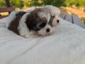 Açık Renk ve Trecolor Shit Tzu Bebekler Sun Kennels