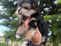 Mini Boy Morkie Bebekler - Sun Kennels Üretim Çiftliği