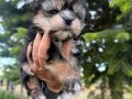 Mini Boy Morkie Bebekler - Sun Kennels Üretim Çiftliği