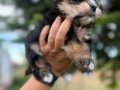 Mini Boy Morkie Bebekler - Sun Kennels Üretim Çiftliği