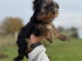 Tea Cupe Yorkshire Terrier Bebeklerimiz - Sun Kennels