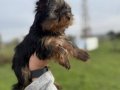 Tea Cupe Yorkshire Terrier Bebeklerimiz - Sun Kennels