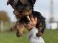 Tea Cupe Yorkshire Terrier Bebeklerimiz - Sun Kennels