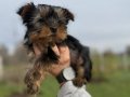 Tea Cupe Yorkshire Terrier Bebeklerimiz - Sun Kennels