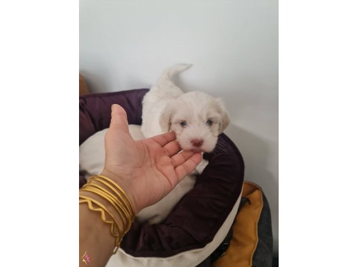 Tuvalet eğitimli minnaklarım 