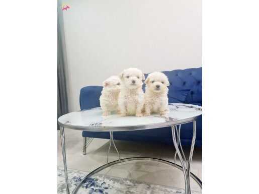 Minyatür maltese terrier minnaklarım tuvalet eğitimli