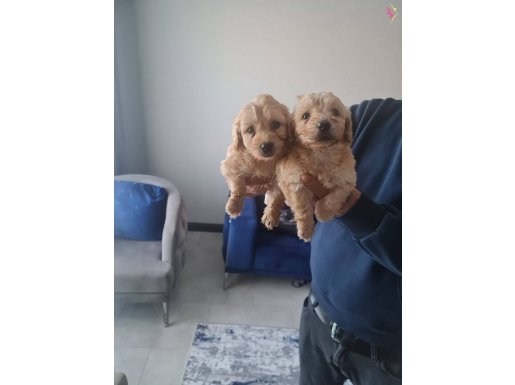 2 aylık tuvalet eğitimli Maltipoo minnaklarım