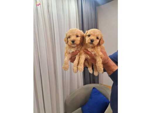 Teslime hazır poodle kalitesinde maltipo miniğim 