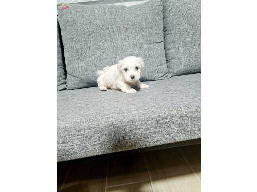 Mini boy maltese miniğim