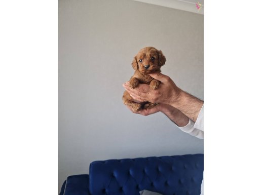 Teslime hazır minyatür miniğim
