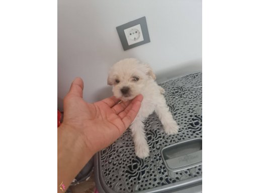 Teacup maltese minnaklarım 