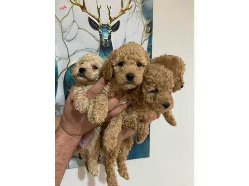 Minyatür poodle minnaklarım 