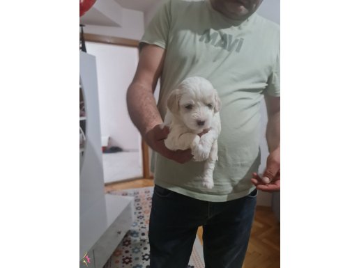 Tuvalet eğitimli minyatür minnaklarım 