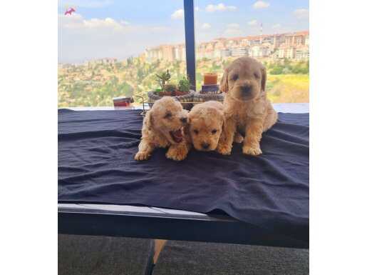 Çok büyümeyen tuvalet eğitimli minyatür minnaklarım 