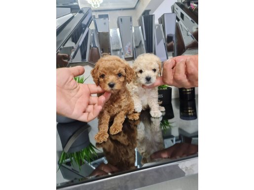 2200gr garantili çanta boy kore poodle minnaklarım 