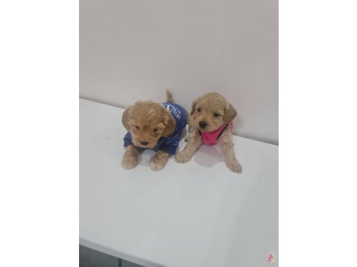 Poodle kalitesinde maltipo minnaklarım 