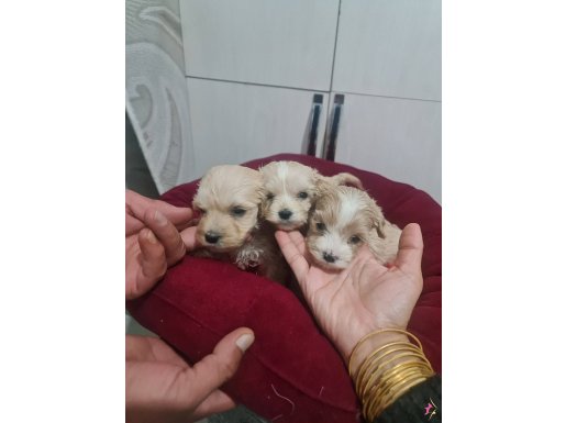 Tuvalet eğitimli minyatür minnaklarım 