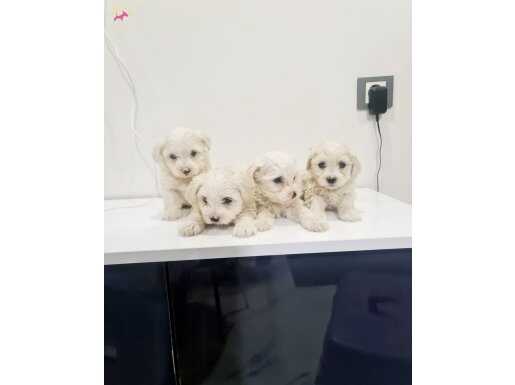 Minyatür minnaklarım teslime hazır 