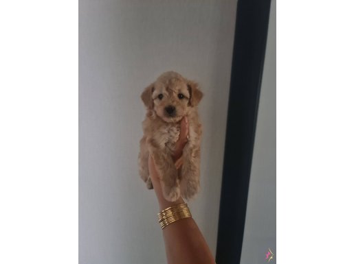 Çok büyümeyen minyatür minnaklarım.....