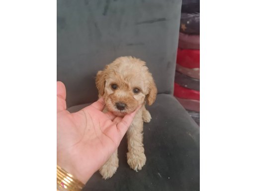 Tuvalet egitimli çok büyümeyen minyatür minnaklarım 