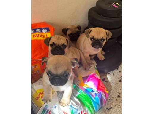 Teslime hazır tuvalet eğitimli minnaklarım 