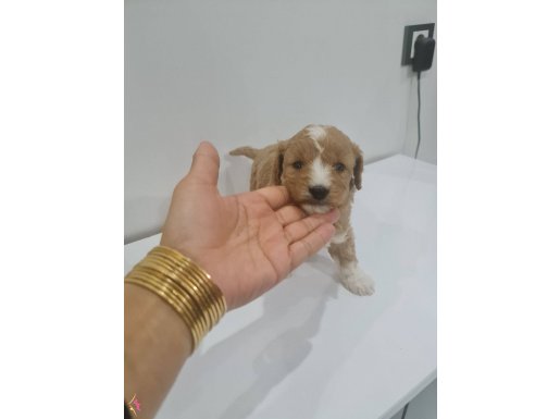 Çok büyümeyen minyatür miniğim 