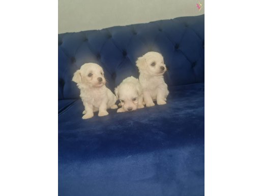 Teacup minnaklarım teslime hazır...