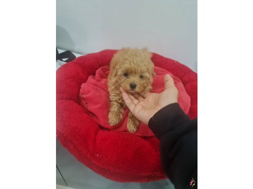 Teslime hazır tuvalet eğitimli minyatür minnaklarım 