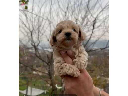 Çok büyümeyen minyatür minnaklarım 