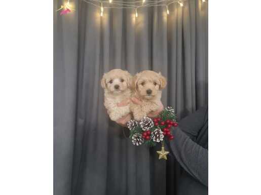 Çok büyümeyen minyatür minnaklarım...