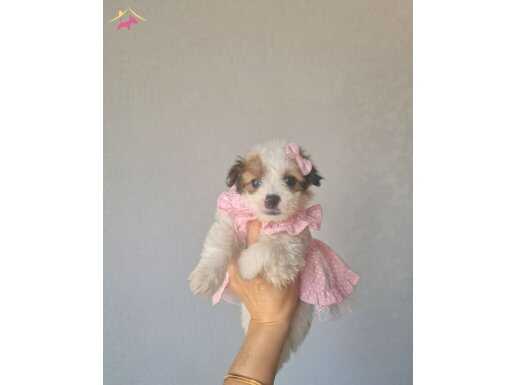 Çok büyümeyen minyatür minnaklarım 