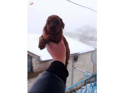 Minyatür minnaklarım teslime hazır 