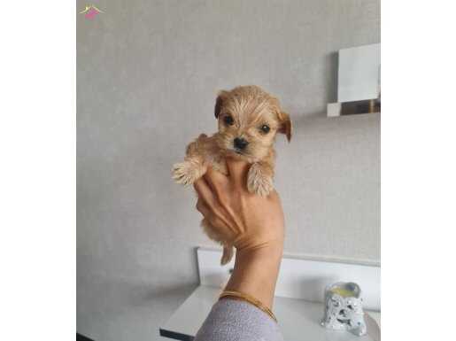 Minyatür minnaklarım teslime hazır 