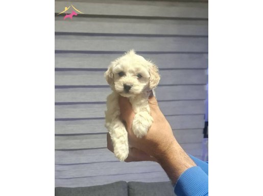 Antialerjik Tüy Yapılı Minyatür Maltipoo Yavrusu