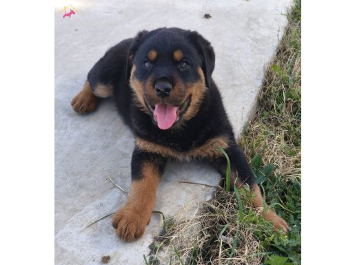 Teslime hazır, aşılı, erkek rottwailer yavru