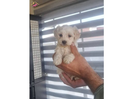 Tuvalet Eğitimli Minyatür Maltipoo | Sosyalleşmiş Küçük Irk Yavru