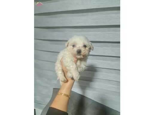 Minyatür Boyutlu Maltese Terrier: Tüy Dökmeyen Bembeyaz Dostunuz