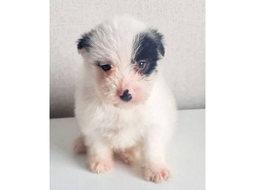 Tuvalet Eğitimli Tüy Dökmeyen Morkie Yavrusu - Maskeli Karakter