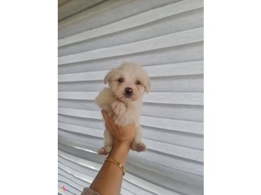 Minyatür minnaklarım Teslime hazır